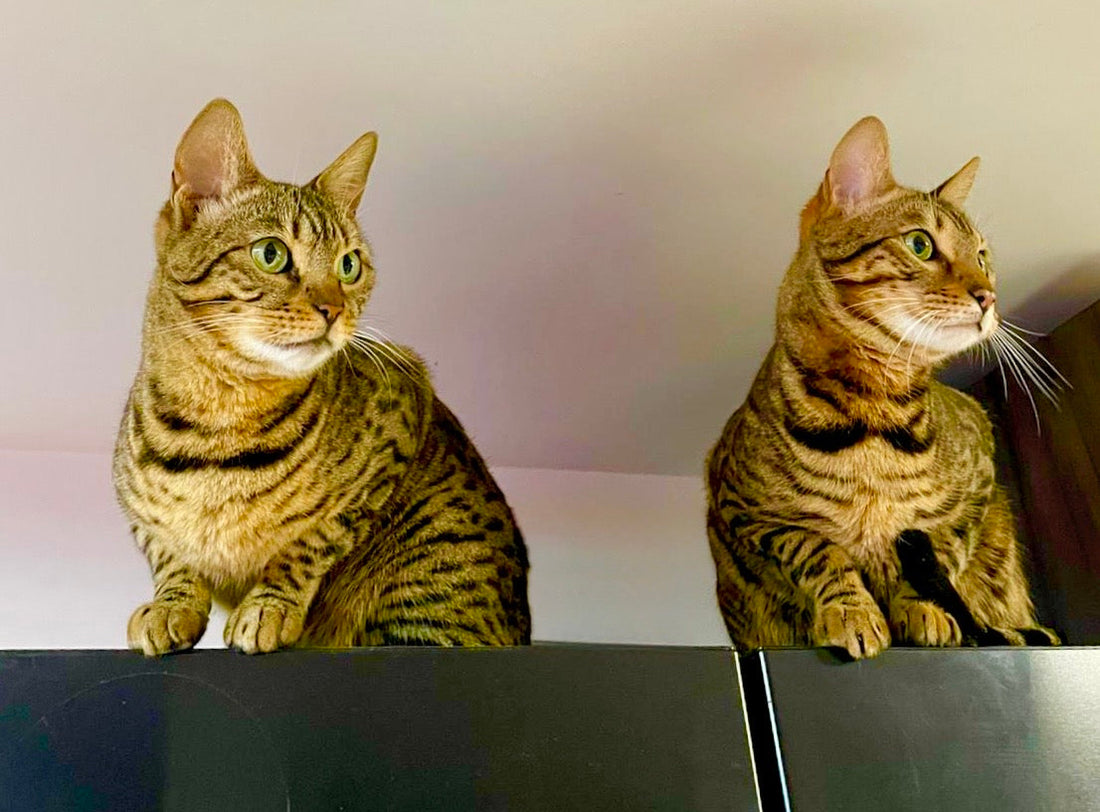Nova and Mochi sitting on the top of the fridge just like all good cats do ! 
