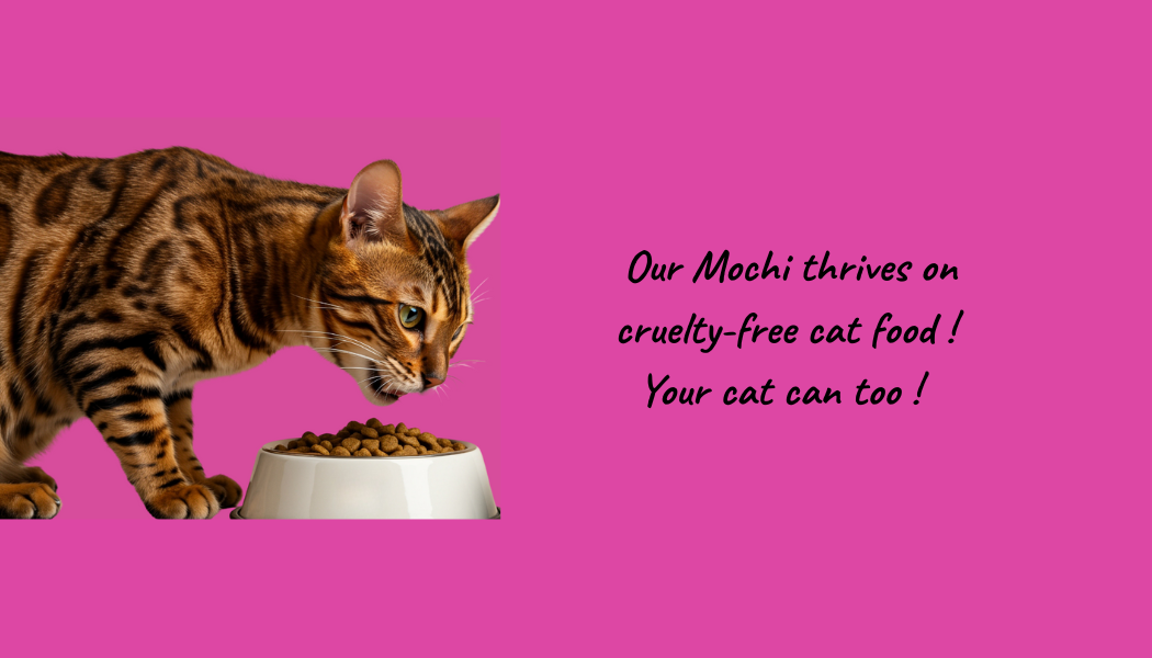 The Quiet Impact of a Cruelty-Free Diet: How Small Choices for Our Companions Can Change Live